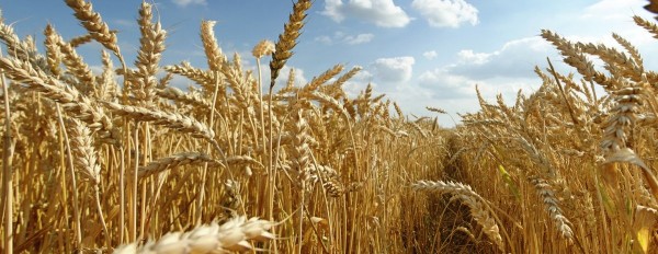 Страховой Дом ВСК начал реализацию сервиса агрострахования