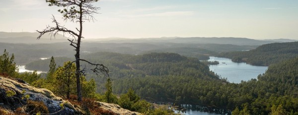 На Урале могут начать испытывать систему страхования лесов