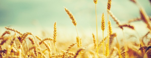 В России могут ввести двухуровневое агрострахование от ЧС