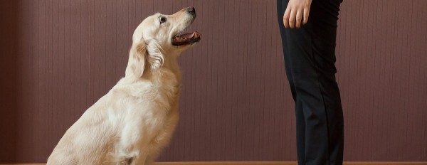 Мэр Улан-Удэ предлагает страховать ответственность владельцев собак