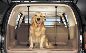 Перевозка собаки в машине: правила и приспособления