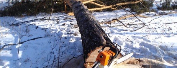 В Тюменской области вальщика придавило деревом на работающую бензопилу