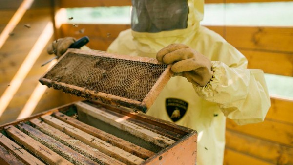 На заводе Lamborghini занялись пчеловодством