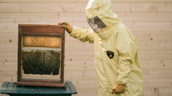 На заводе Lamborghini занялись пчеловодством