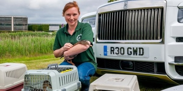 Rolls-Royce обзавелся уточками